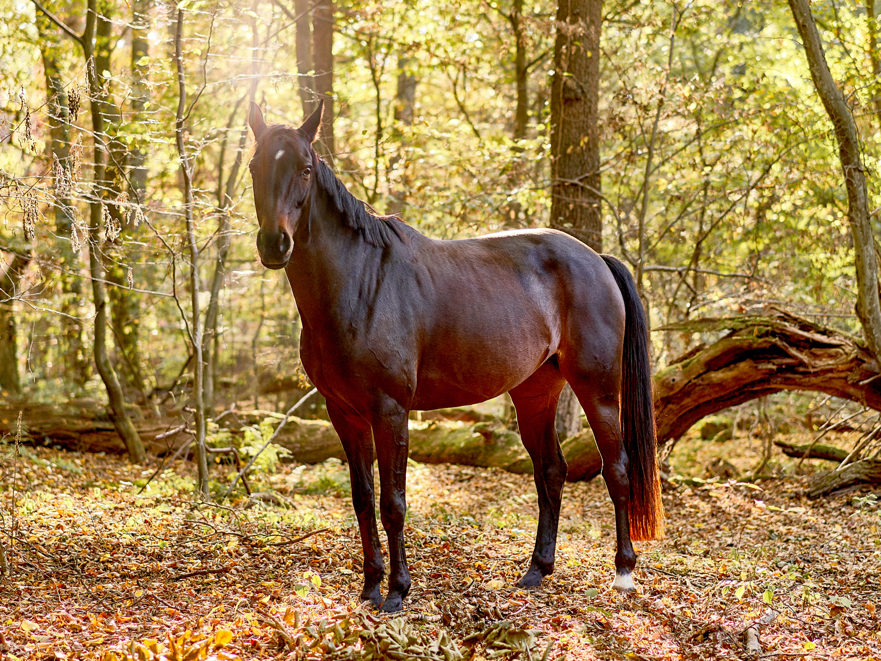 Pferd